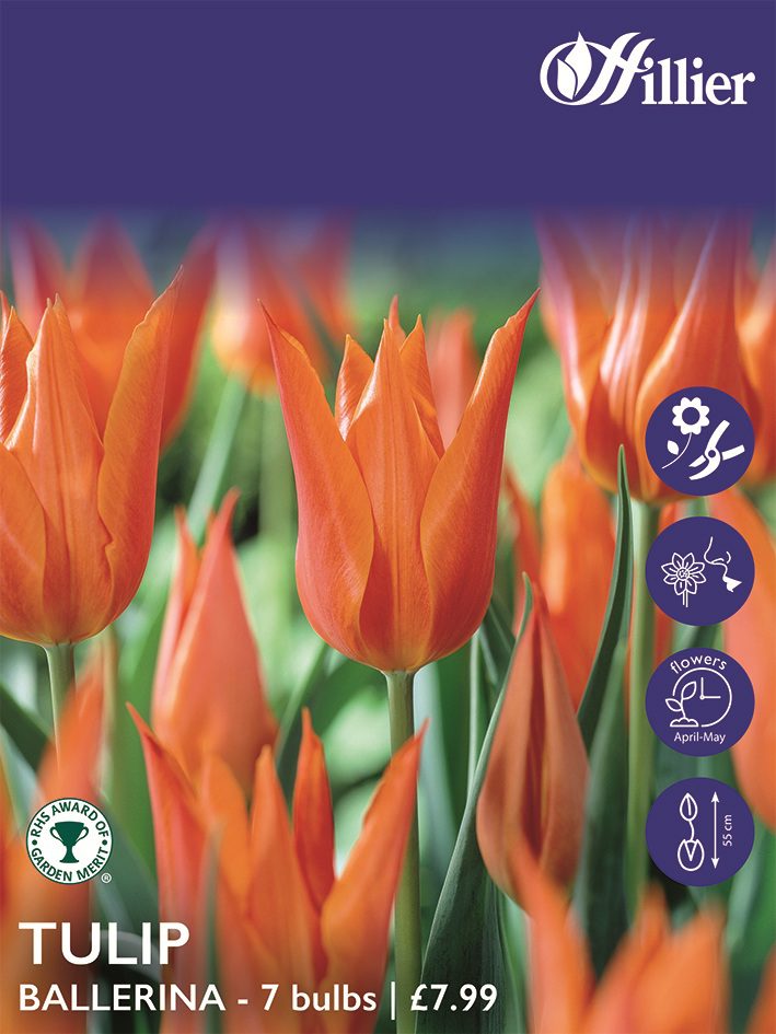 8718641996065 1 Tulip Bulbs Ballerina.jpg